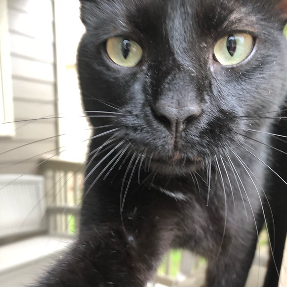 Meet your Posher, Amber - Picture 1 of 1